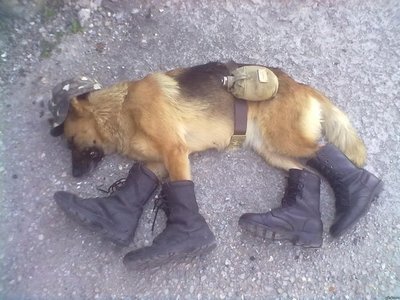 sobak.jpg (71.98 КБ) 21439 просмотров sobak.jpg