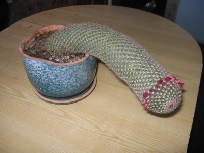 kaktus.jpg (55.85 КБ) 20677 просмотров kaktus.jpg